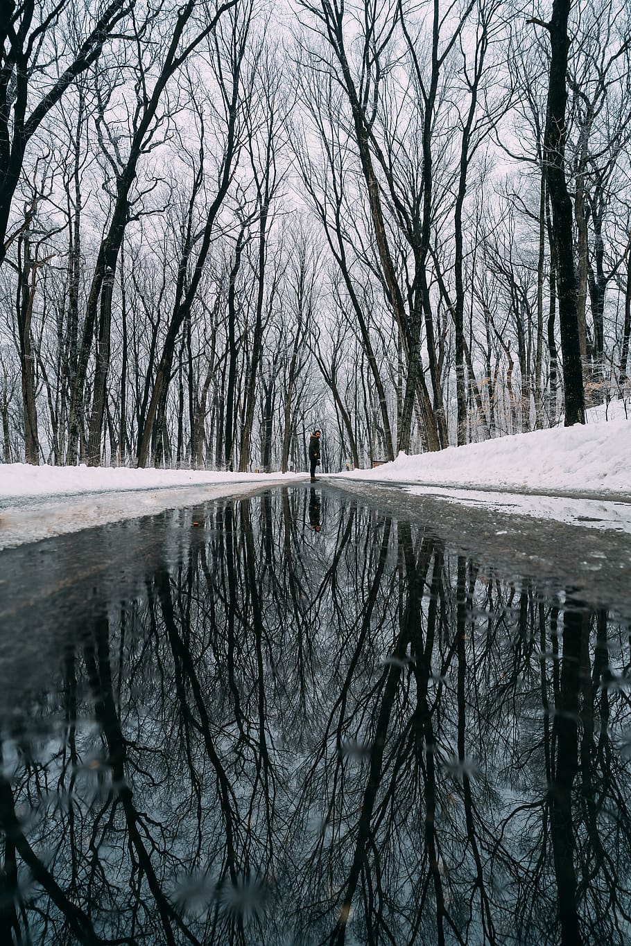 Person Standing Between Bare Trees, branches, cold, puddle, reflection HD wallpaper