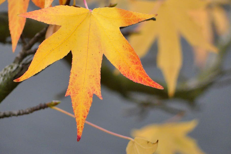 autumn, leaf, park, closeup, yellow, change, plant part, maple leaf HD wallpaper