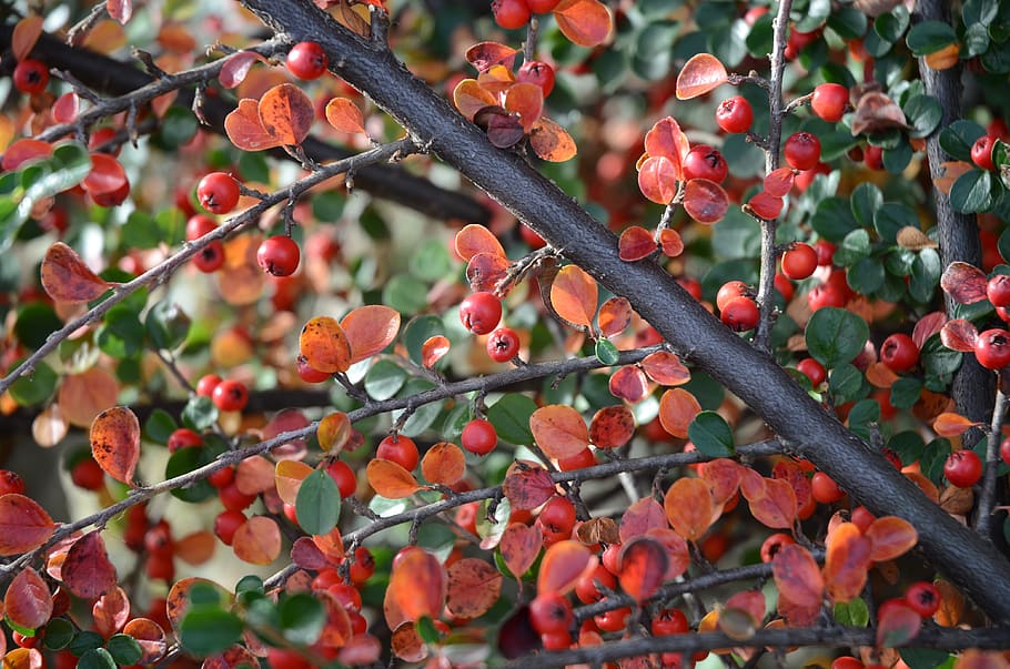 cotoneaster, berry, autumn, red, green, garden, background HD wallpaper