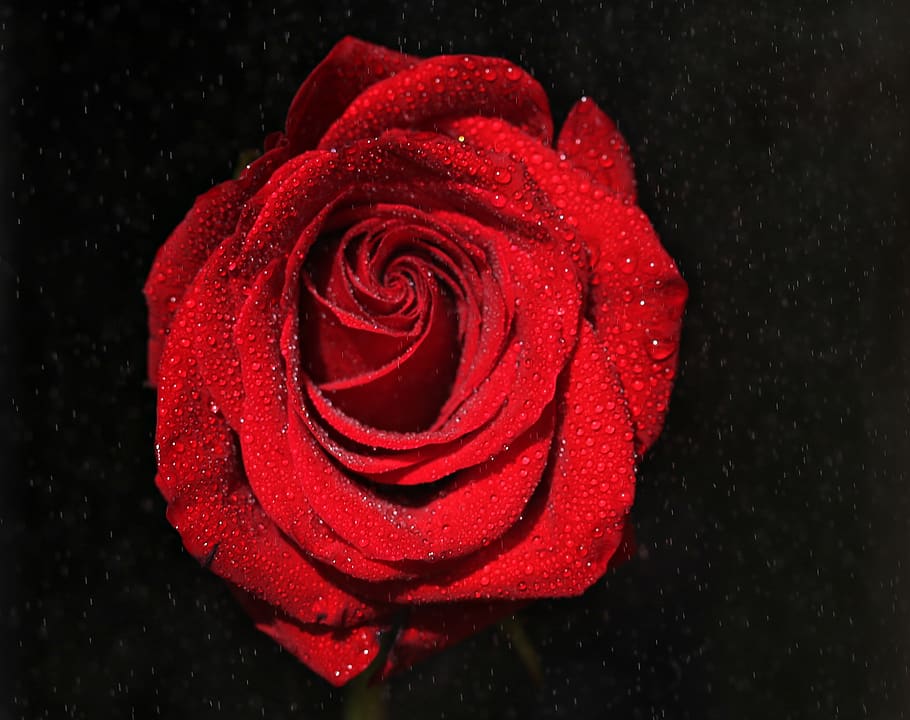 rose, red, wet, rain, water, drops, flower, plant, rose - flower HD wallpaper