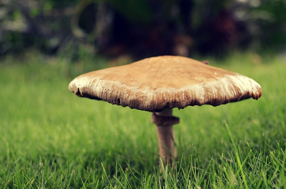 Wet mushroom, green, nature, rain, fungus, food, grass, vegetable HD wallpaper