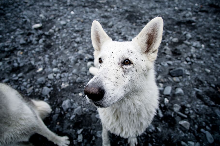 short-coated white dog, animal, mammal, animal themes, one animal HD wallpaper