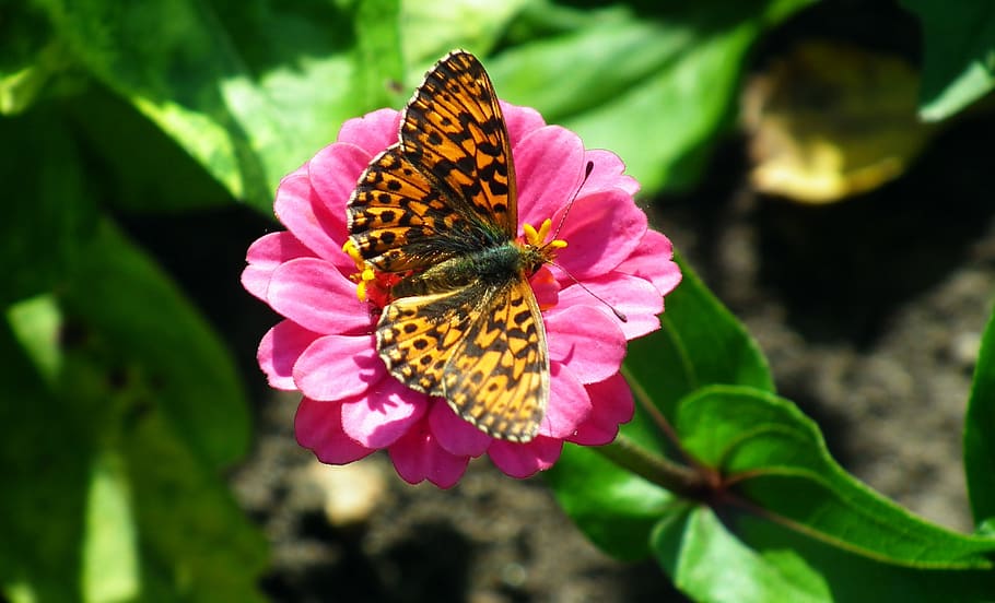butterfly, insect, colored, nature, macro, wings, summer, flower HD wallpaper