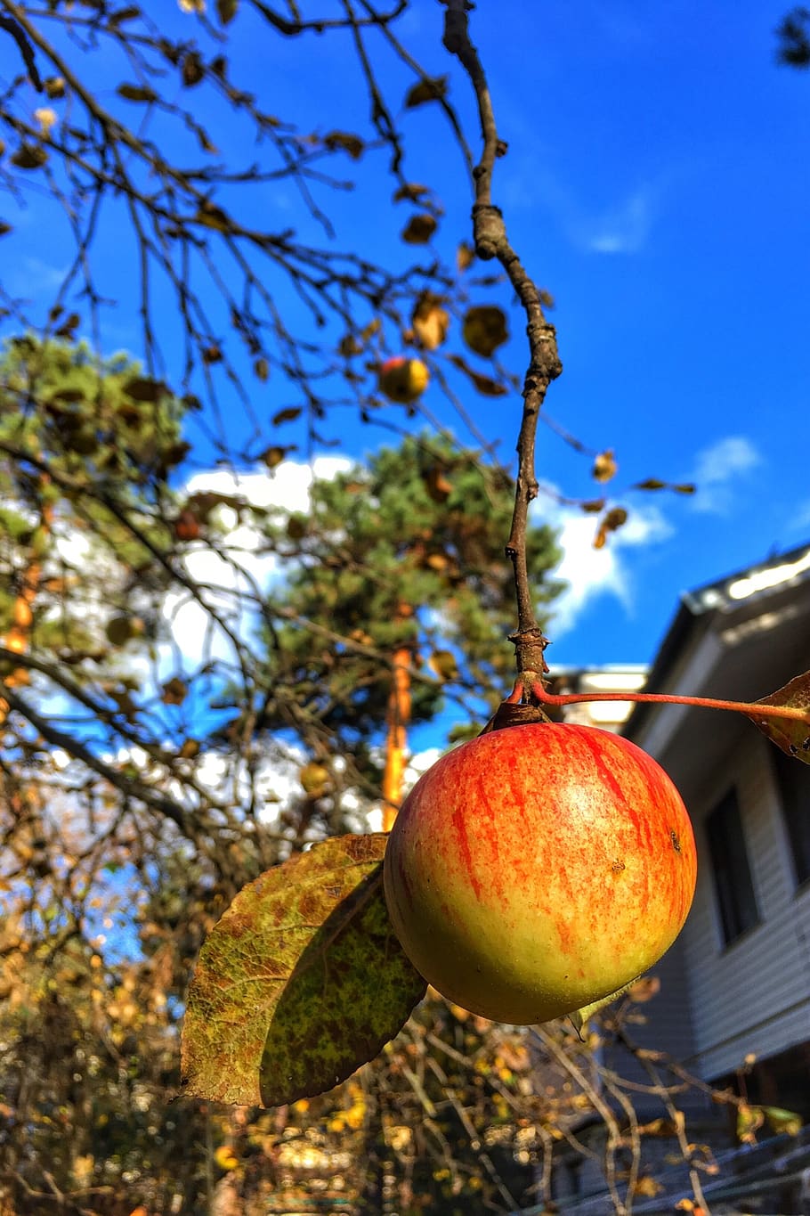 apple, fall, autumn, garden, healthy eating, fruit, food, food and drink HD wallpaper