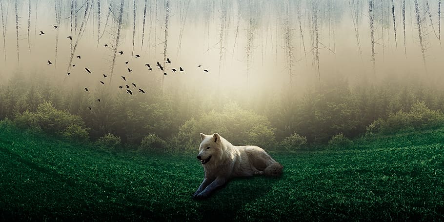 manipulation, wolf, wood, tree, birds, animal themes, mammal HD wallpaper