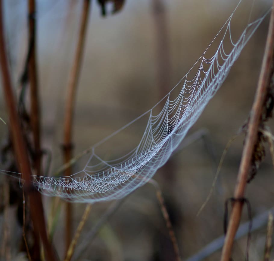 spider web, drops, wet, dew, in the morning, water, nature HD wallpaper