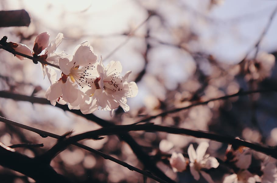 plant, flower, blossom, cherry blossom, spring, peach blossom, HD wallpaper