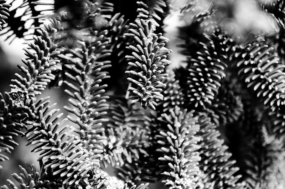 france, paris, plant, growth, close-up, selective focus, no people HD wallpaper