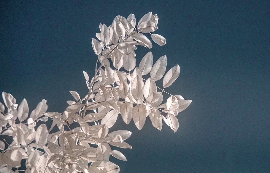 white leafed plant, nature, low angle view, growth, beauty in nature HD wallpaper