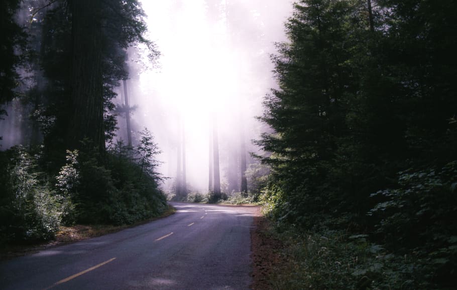 fog, trees, forest, road, trip, travel, surrounded, covered HD wallpaper