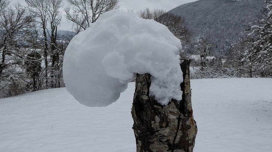france, isère, tree, snow, winter, cold temperature, plant HD wallpaper