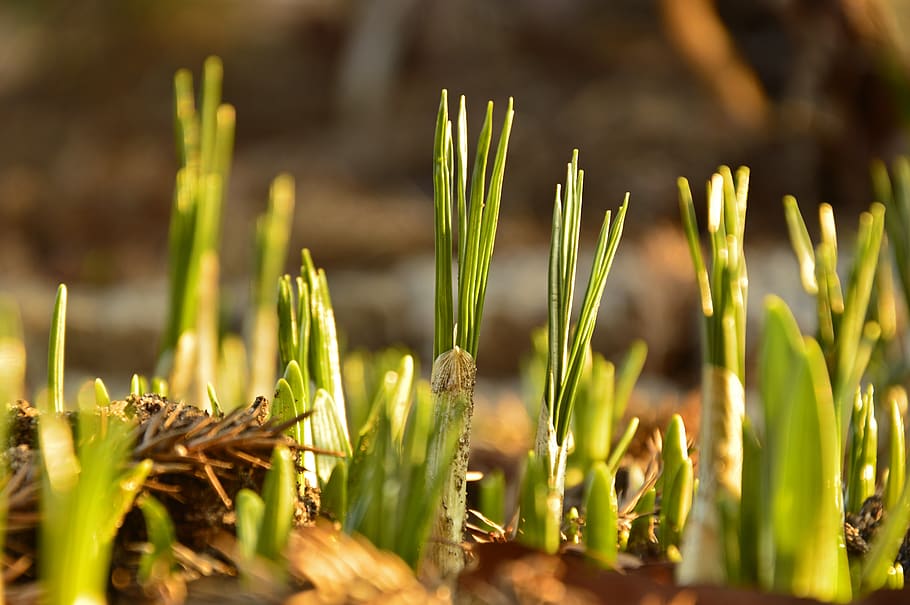 crocus, crocus bulbs, onions, foliation, spring, spring awakening HD wallpaper