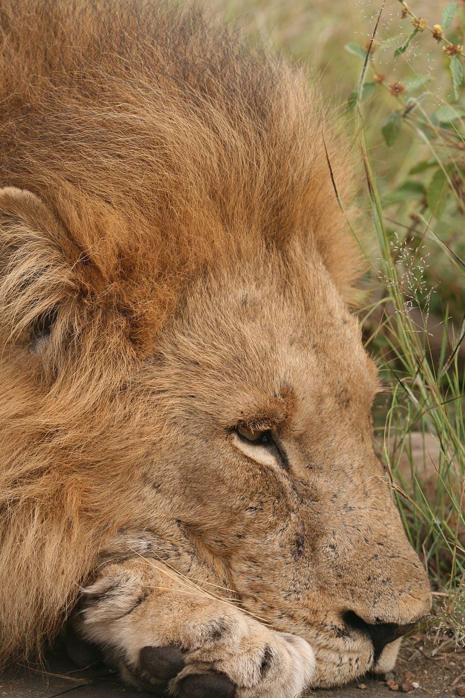 brown lion portrait, animal themes, lion - feline, animal wildlife HD wallpaper