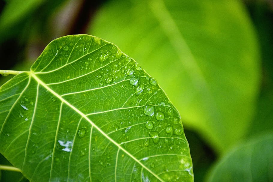 Selective Focus Photography of Water Drop on Green Leaf, dew HD wallpaper