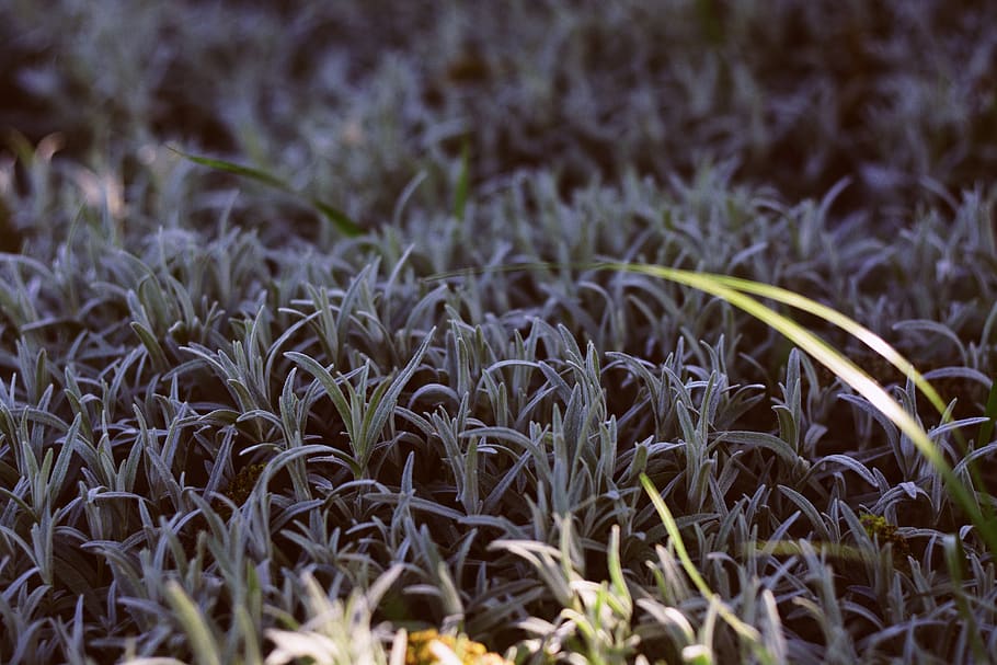 grass, wallpaper, background, light, sun, sunshine, vsco, garden HD wallpaper