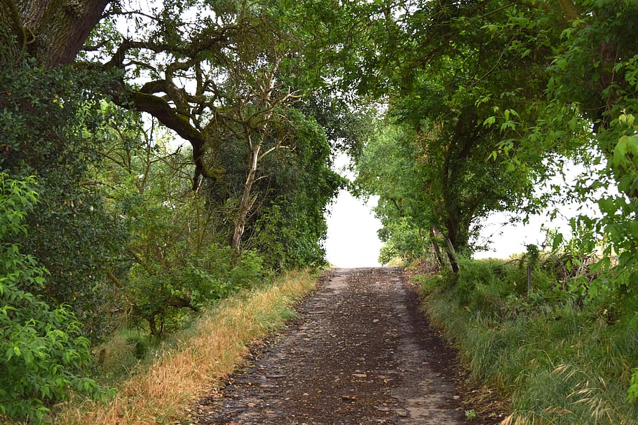 trees, path, country, nature, plant, growth, direction, green color HD wallpaper