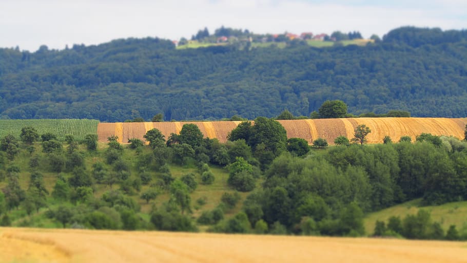 germany, auenwald, field, layers, near, far, blur, landscape HD wallpaper