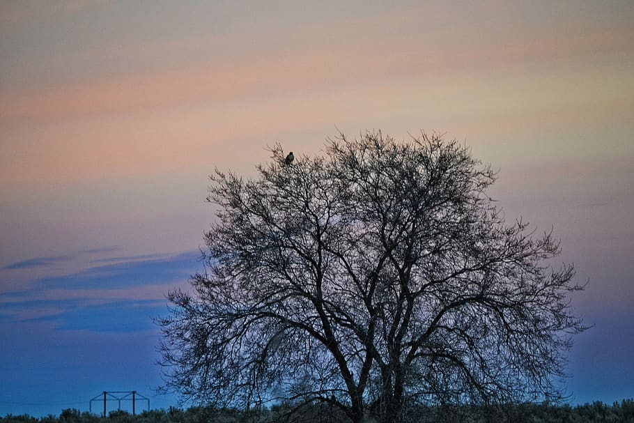 Bare Tree during Sunset, backlit, clouds, dawn, evening, landscape HD wallpaper