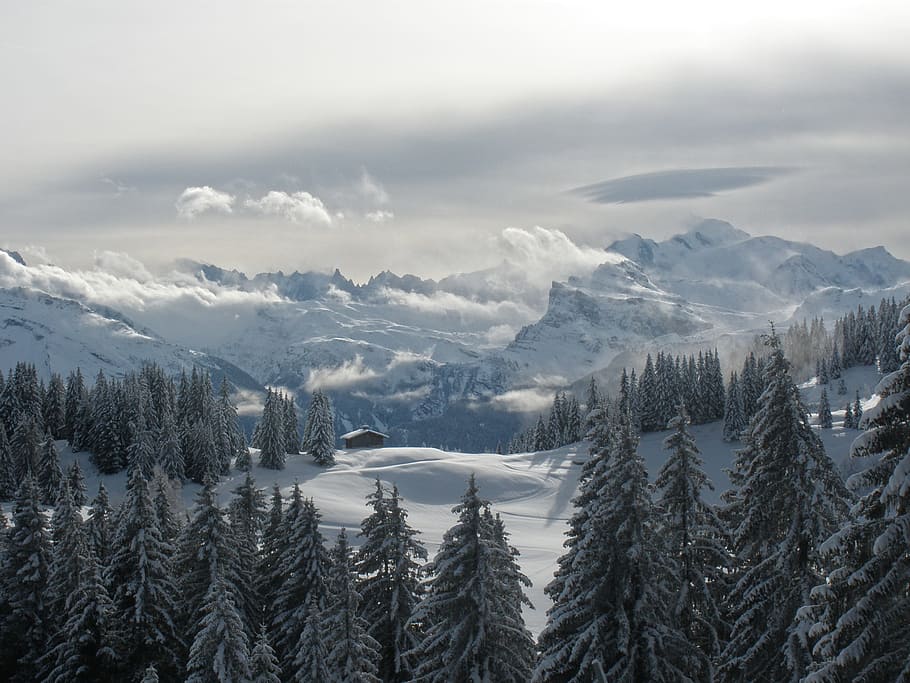 pine trees in winter season, mountain, snow, forest, woodland HD wallpaper