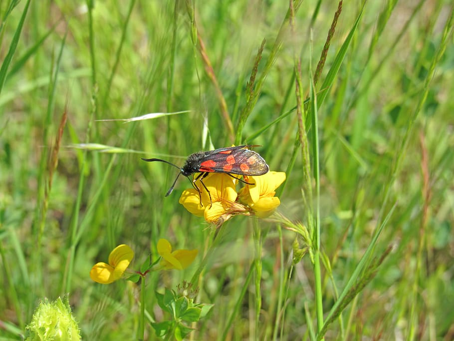 insect, insects, fauna, plant, flowering plant, animal themes HD wallpaper