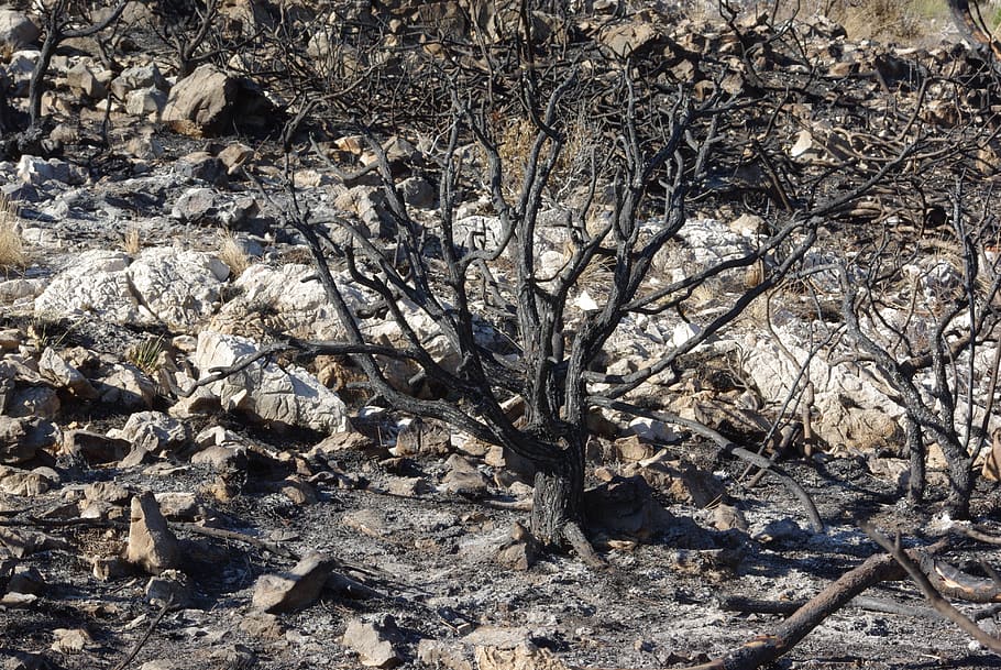 shrub, tree, burned, calcined, trunk, fire, ash, death, cove, HD wallpaper