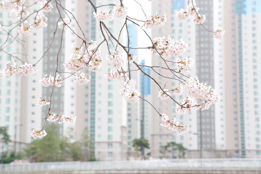 flower, cherry blossom, spring, pink, cherry blossoms, apartment HD wallpaper
