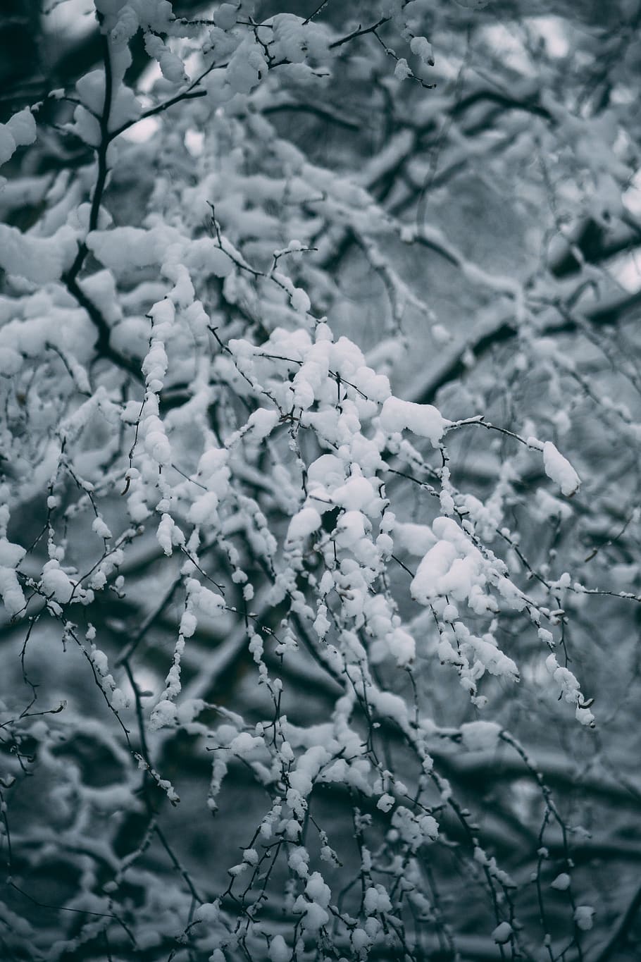 snow covered tree, nature, ice, outdoors, frost, winter, landscape HD wallpaper