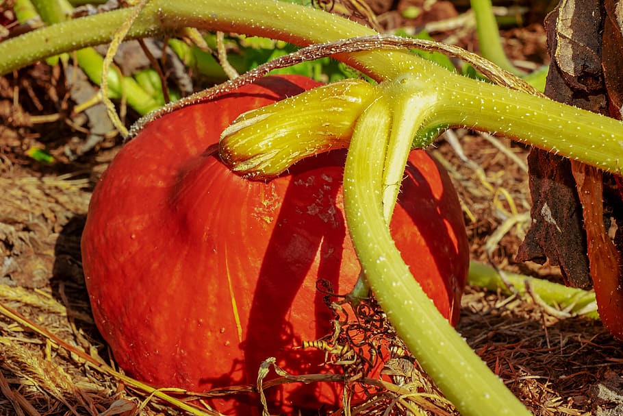 pumpkin, plant, vegetables, orange, food, fruit, cultivation HD wallpaper