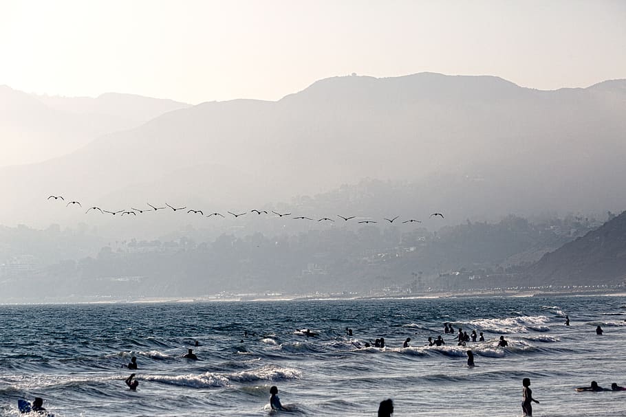 Flock Flying Birds Under People on Ocean, beach, fun, sea, seagulls HD wallpaper