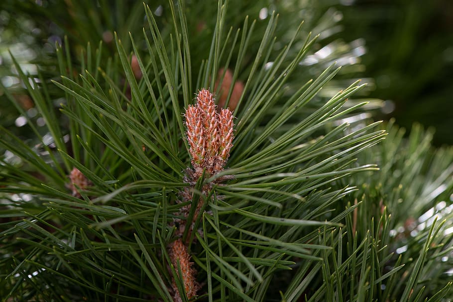 tree, conifer, needles, green, nature, evergreen, pine, branch HD wallpaper