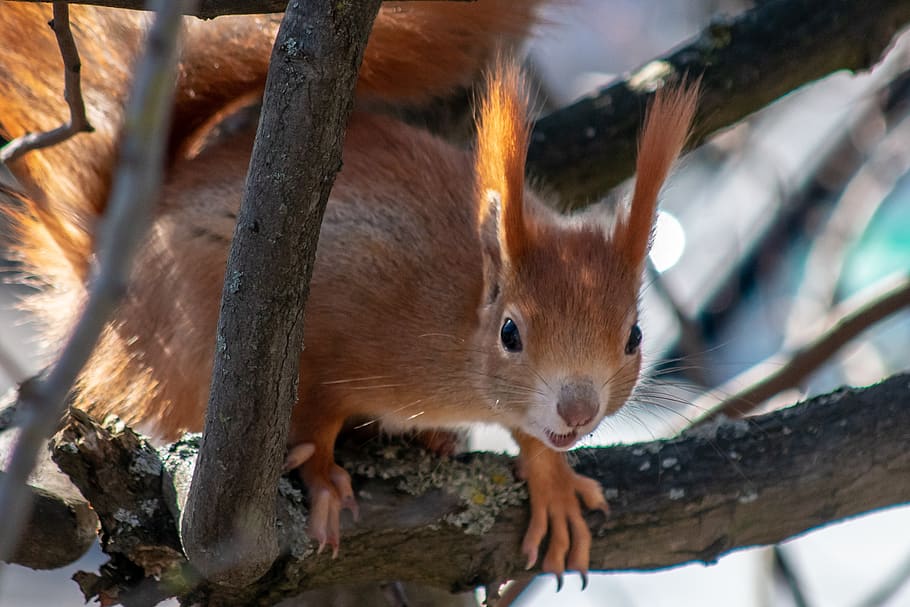 squirrel, animals, surprised, tree, nature, animal themes, one animal HD wallpaper