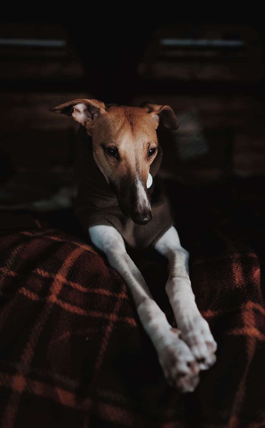 short-coated brown dog, pet, hound, animal, mammal, canine, furniture HD wallpaper