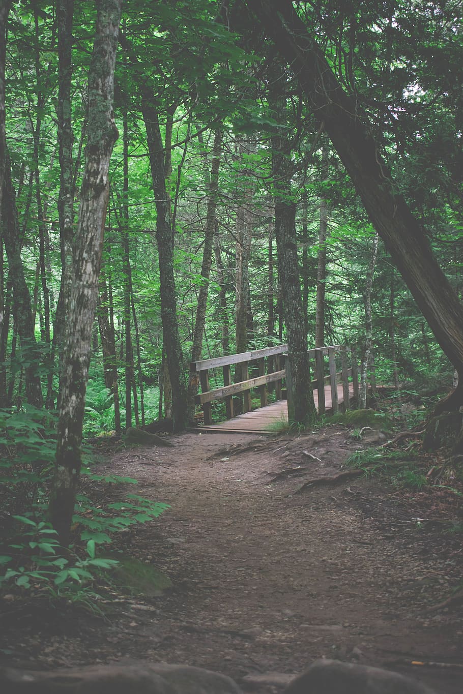path, trail, l'anse, canyon falls, united states, nature, green HD wallpaper