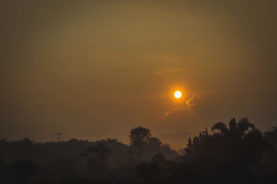 orange, sun, sunset, forest, tree, jungle, sky, beauty in nature HD wallpaper