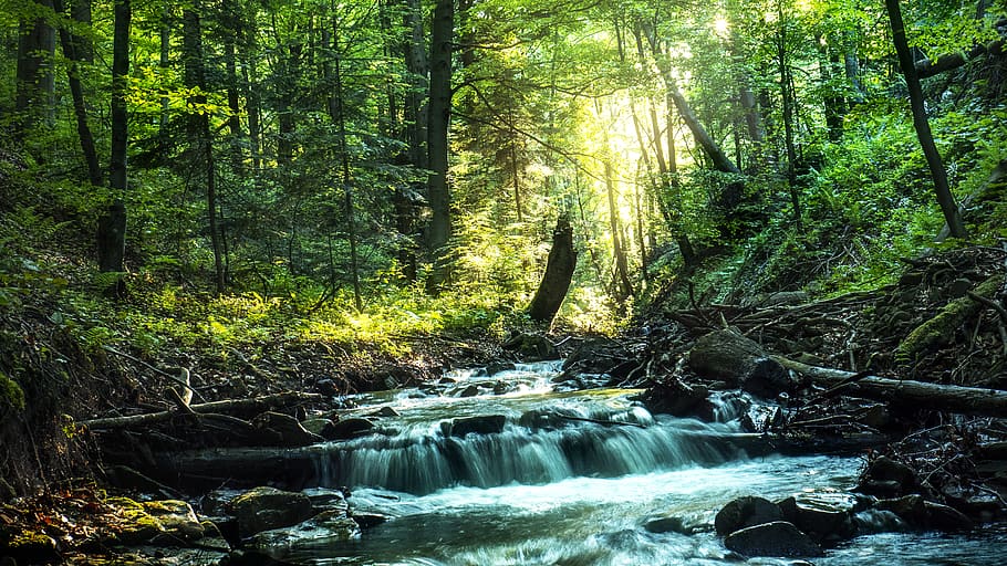 River Flowing, forest, nature, plants, rainforest, scenic, stream HD wallpaper