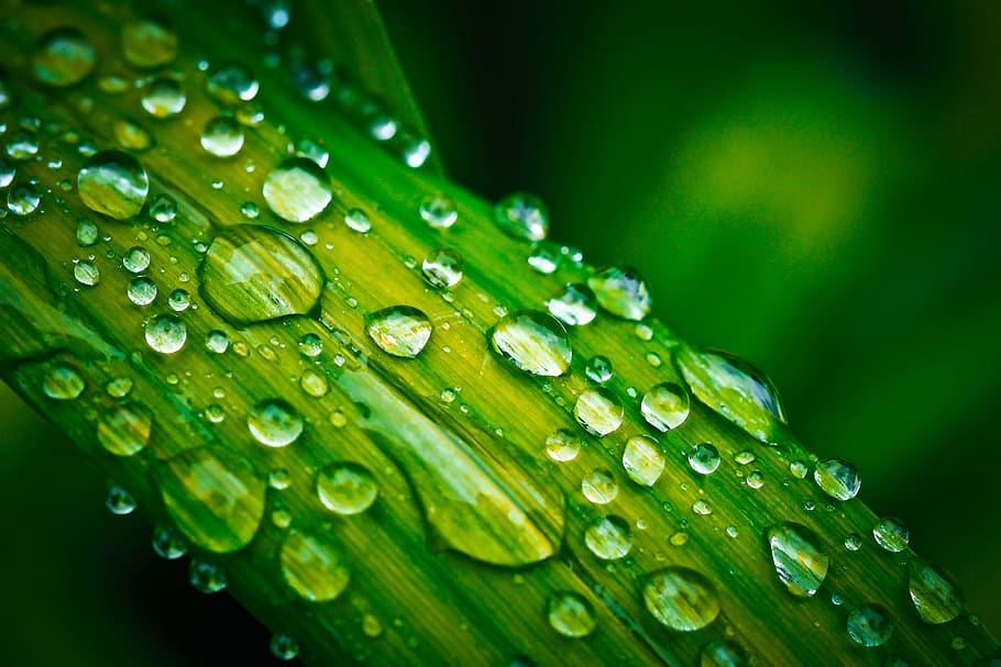 Water Droplets on Green Leaf, blur, clean, clear, close, close-up HD wallpaper