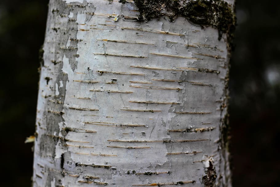 tree bark, log, tribe, wood, forest, nature, botany, out, close up HD wallpaper