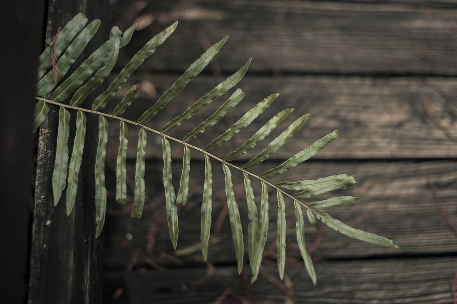 green leaf plant, flora, tree, conifer, six mile cypress slough preserve HD wallpaper