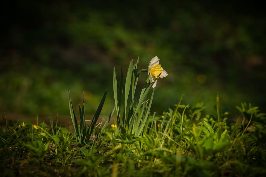 daffodil, spring, awakening, early spring, flower, yellow, grass HD wallpaper