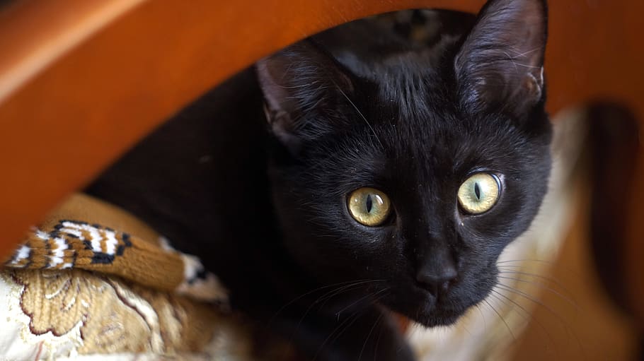 animals, cat, cat eyes, pet, pets, portrait, snout, nature HD wallpaper