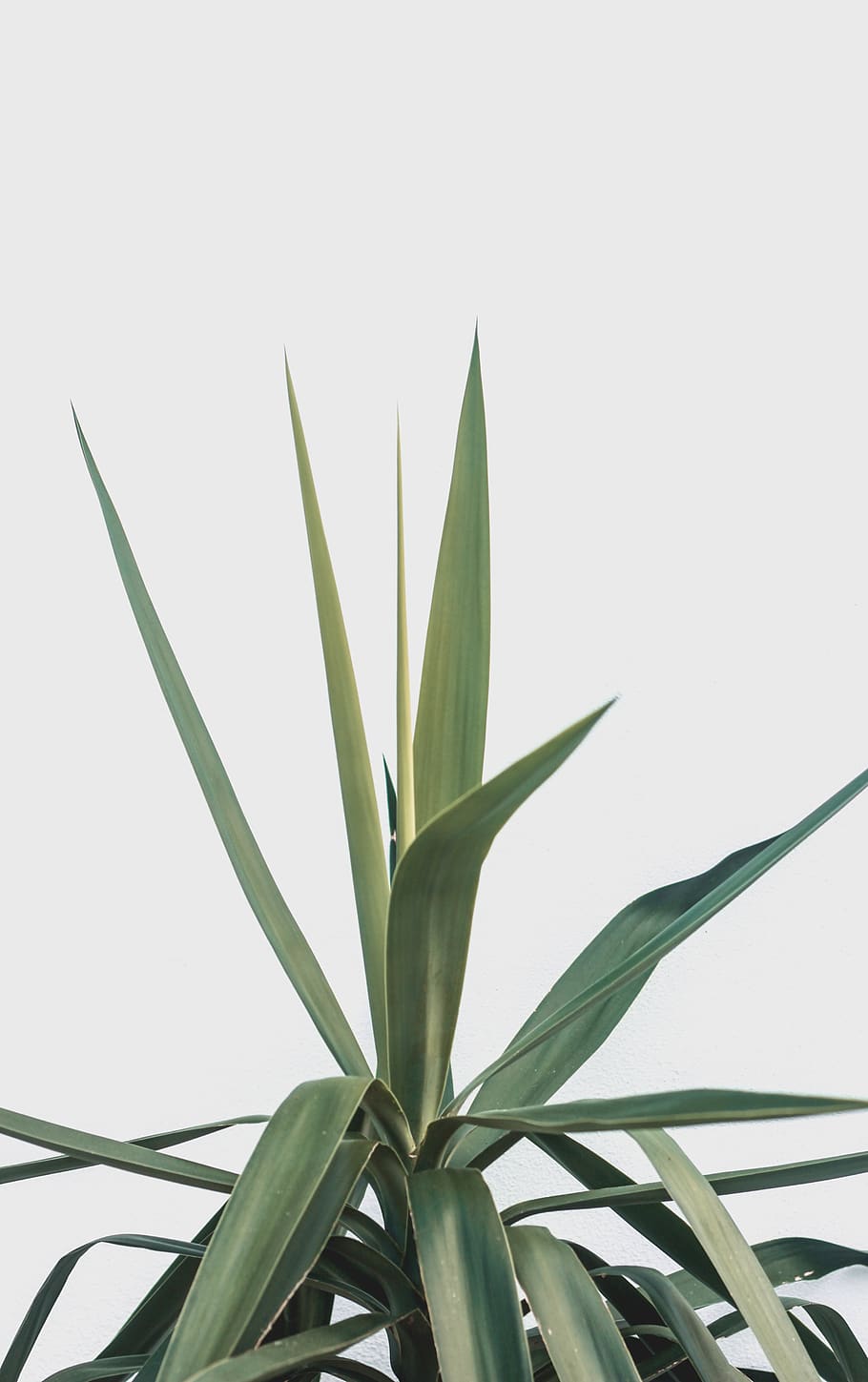 green linear plant, aloe, flora, satellite beach, united states HD wallpaper