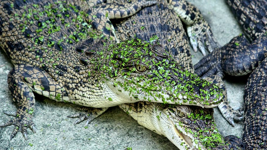wilds, reptile, crocodile, one animal, animal themes, animal wildlife HD wallpaper