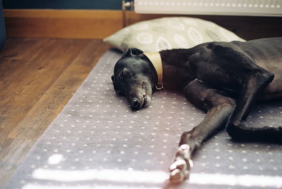 black greyhound sleeping, animal themes, mammal, one animal, pets HD wallpaper