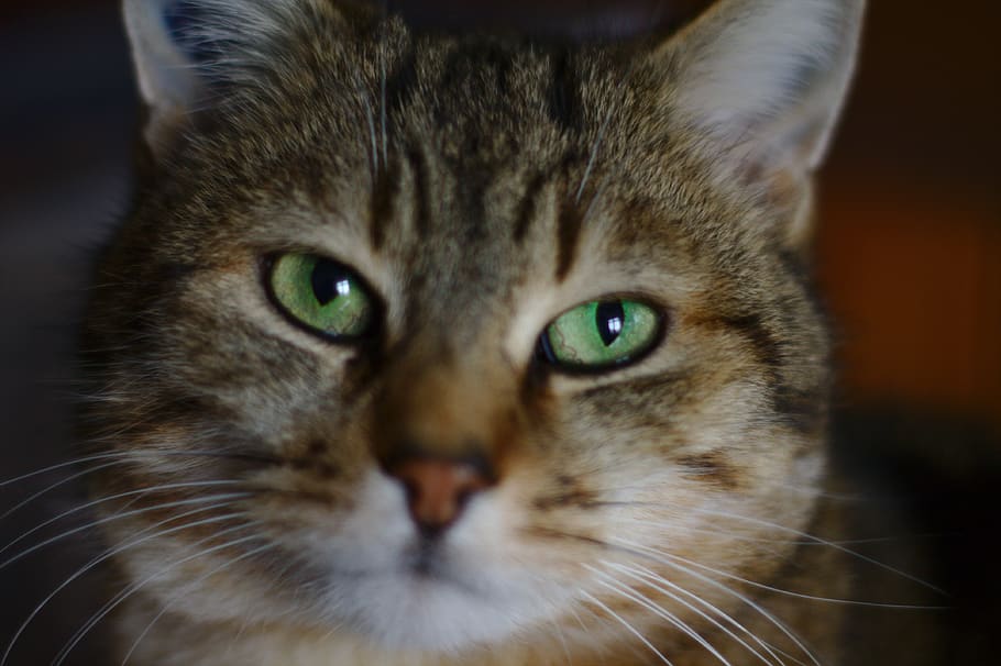 cat, tabby, eyes, animals, mammals, fur, green, feline, head HD wallpaper