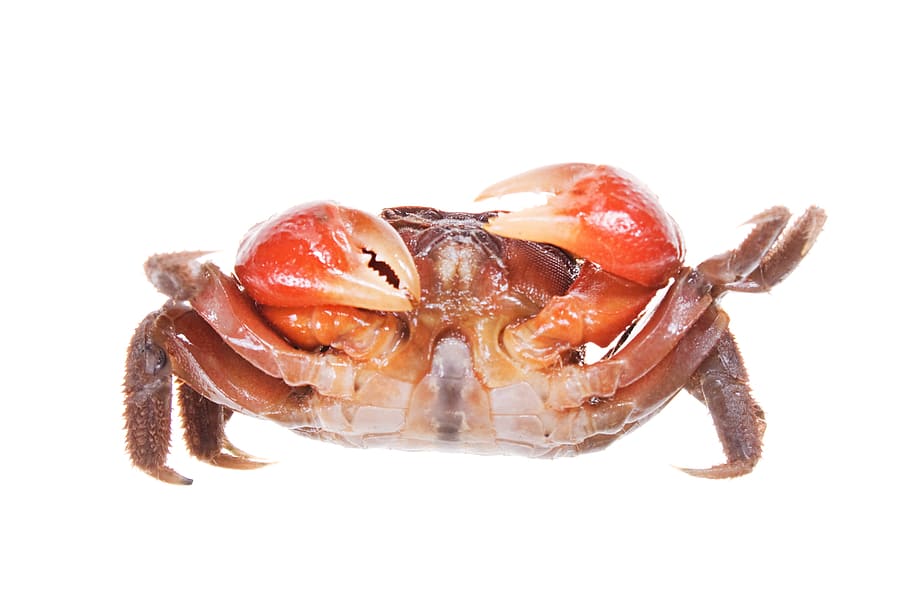 crab, exoskeleton, claws, red, animal, shell, white background HD wallpaper