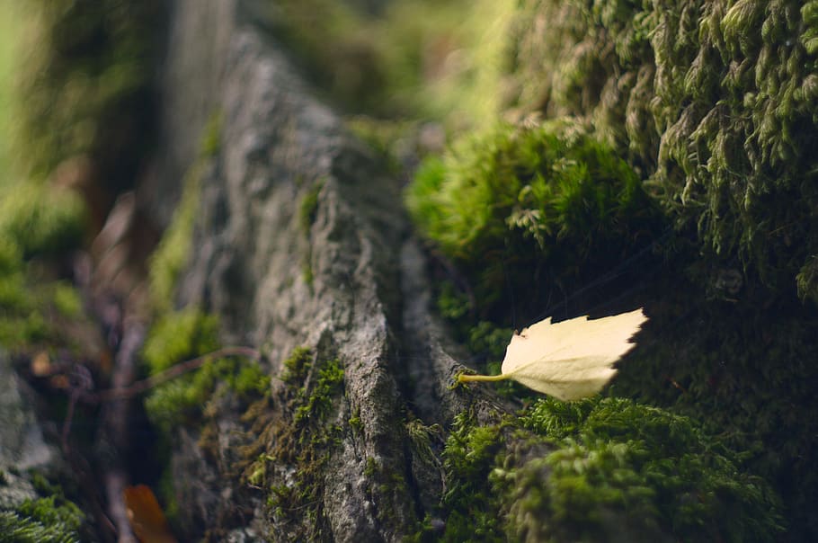 leaf, rock, moss, bokeh, helios, plant, growth, nature, tree HD wallpaper