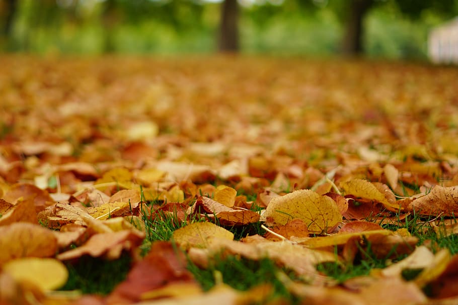 tree, leaf, fall, autumn, plant part, dry, change, land, nature HD wallpaper