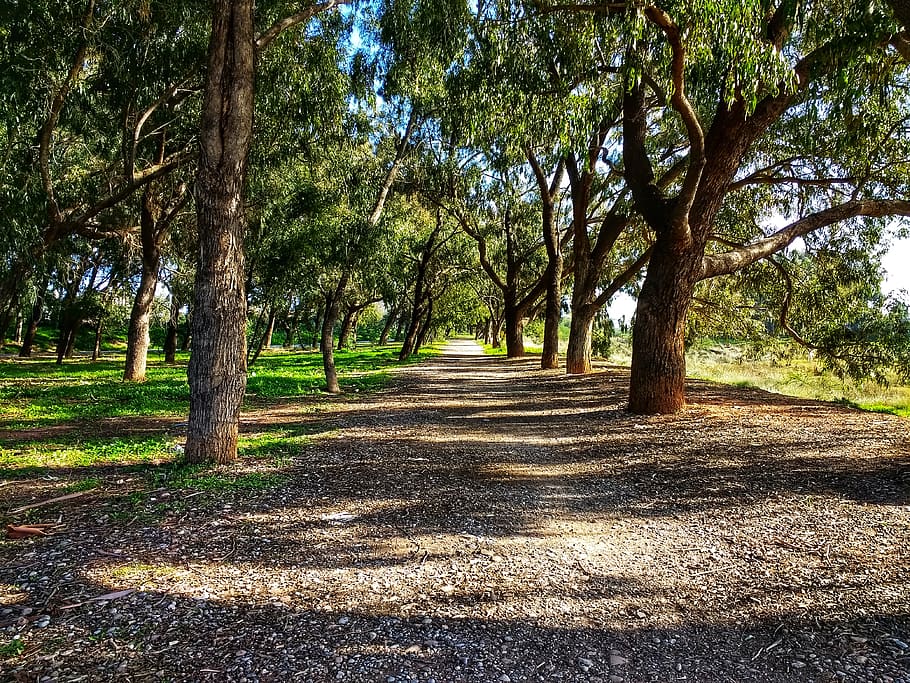 forest, path, sidewalk, eucalyptus, trees, nature, hiking, landscape, HD wallpaper