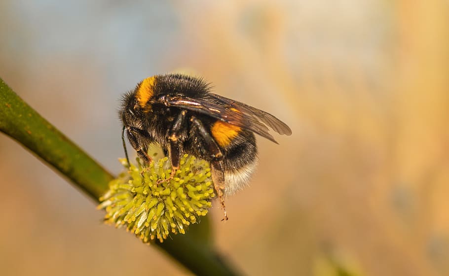 heath-the bumble bee, kryptarum-the bumble bee, hymenoptera, HD wallpaper