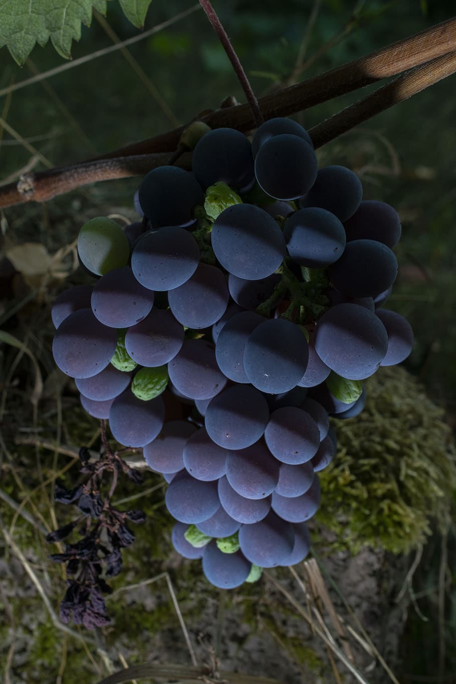 grapes, berries, vine, wine, fruit, grapevine, nature, agriculture HD wallpaper